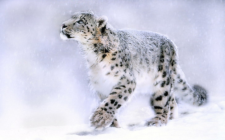 animais, felino, natureza, leopardo (animal), HD papel de parede