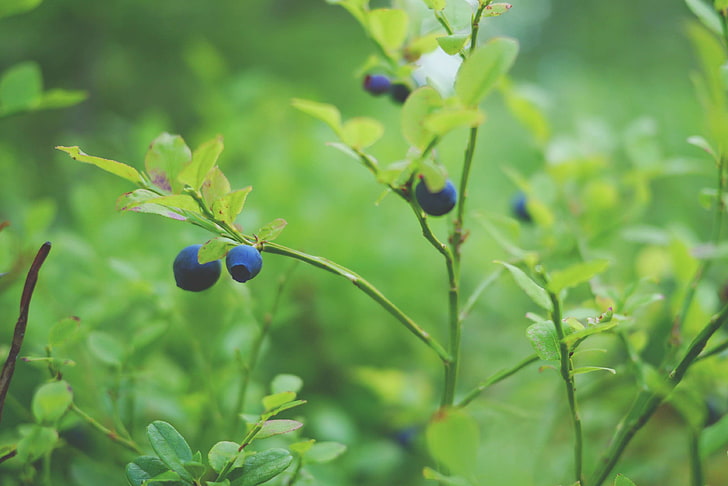 antioxidant, berry, blueberry, branch, close up, delicious, edible, food, fresh, freshness, fruit, garden, green, grow, growing, growth, health, healthy, leaves, macro, outdoors, plant, summer, sweet, vitamin, wild, HD wallpaper