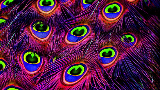 Peacock Feathers 4K, Peacock, Feathers, HD wallpaper HD wallpaper