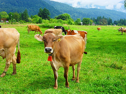 brown bos indicus、牛、牛、牛、bos indicus、牛、農場の動物、スローフード、フードサイクル、サイクルツアー、ギャラリー、牛、農業、田園風景、草原、草、農場、動物、牧草地、自然、牛肉、家畜、フィールド、放牧、屋外、緑の色、夏、哺乳類、スイス、 HDデスクトップの壁紙 HD wallpaper