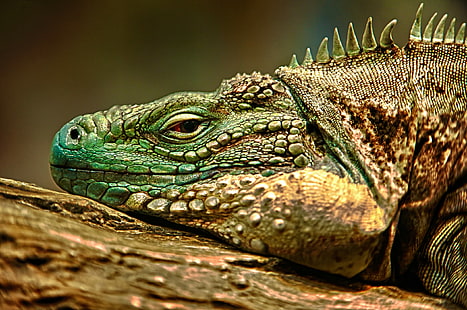 macro, animals, lizards, reptiles, green, nature, scales, Lizard scales, red eyes, closeup, HD wallpaper HD wallpaper