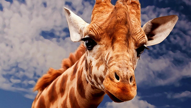 giraffe, funny, wildlife, mammal, clouds, head, sky, HD wallpaper
