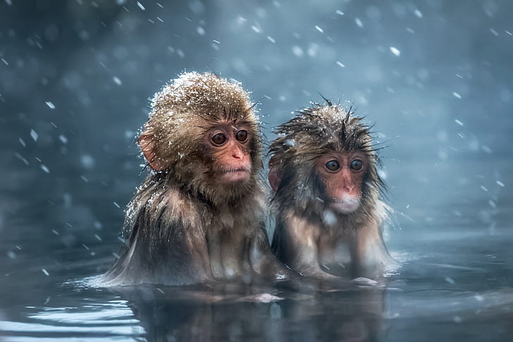 animals, look, water, snow, macaques, wool, bathing, monkey, cub, the primacy of, Japanese macaques, Macaca fuscata, Japanese macaque, HD wallpaper