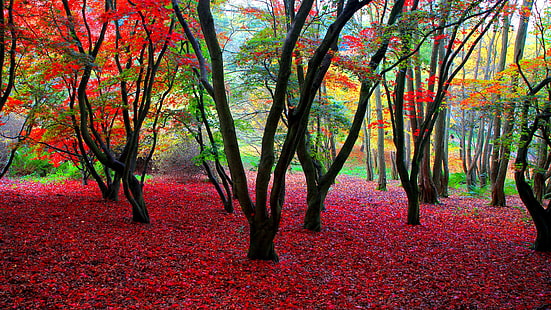 природа, листья, осень, экосистема, дерево, лиственные, лес, ветка, лесистая местность, роща, HD обои HD wallpaper