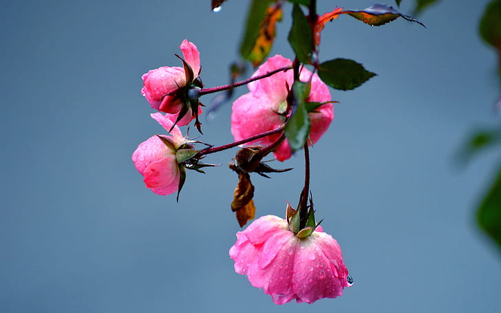 Rosarosenblumen, Tau, rosa Rosen, Rosa, Rose, Blumen, Tau, HD-Hintergrundbild
