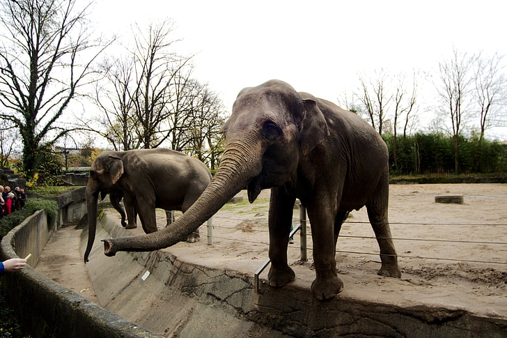 Hamburg, Zoo, elephant, HD wallpaper