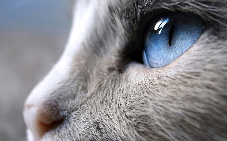 сива котка, природа, сини очи, животни, HD тапет