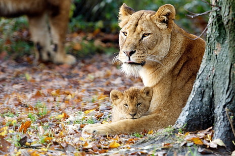 lioness and lion cub, lioness, cub, grass, sit, HD wallpaper HD wallpaper