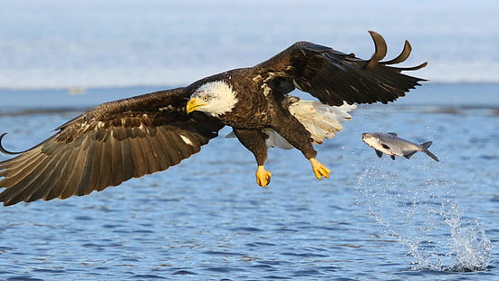 bird, eagle, fish, bird of prey, bald eagle, flying, fly, wildlife, water, wing, HD wallpaper HD wallpaper