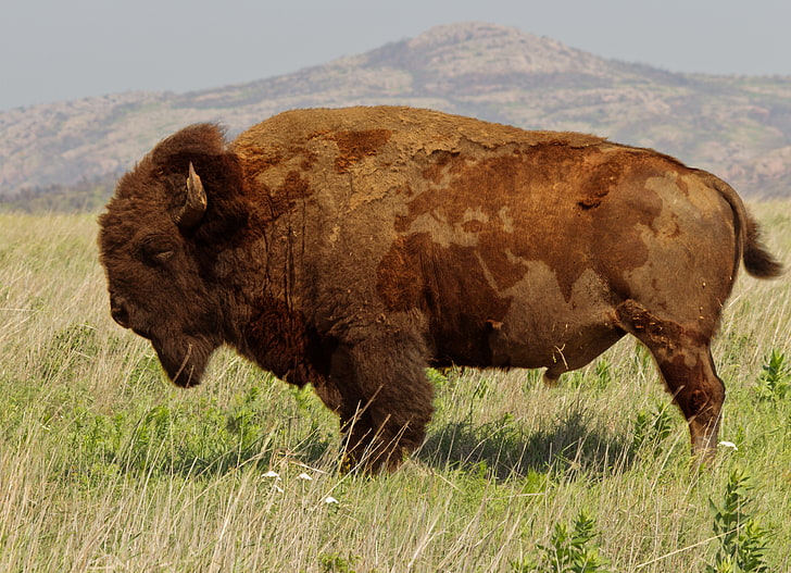 brown bison, buffalo, animals, bison, nature, world map, HD wallpaper