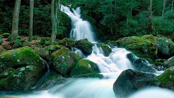 Hermosa cascada en bosque HD fondos de pantalla descarga gratuita |  Wallpaperbetter