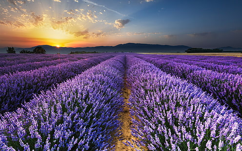 Soluppgång, morgon, fält, lavendelblommor, Soluppgång, morgon, fält, lavendel, blommor, HD tapet HD wallpaper