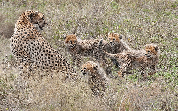 Familia de guepardos, cachorros, maternidad, tigre y 4 cachorros, guepardos, familia, cachorros, maternidad, Fondo de pantalla HD