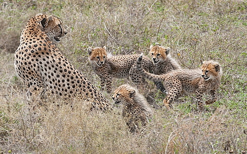 Cheetahs family, cubs, motherhood, tiger and 4 cubs, Cheetahs, Family, Cubs, Motherhood, HD wallpaper HD wallpaper