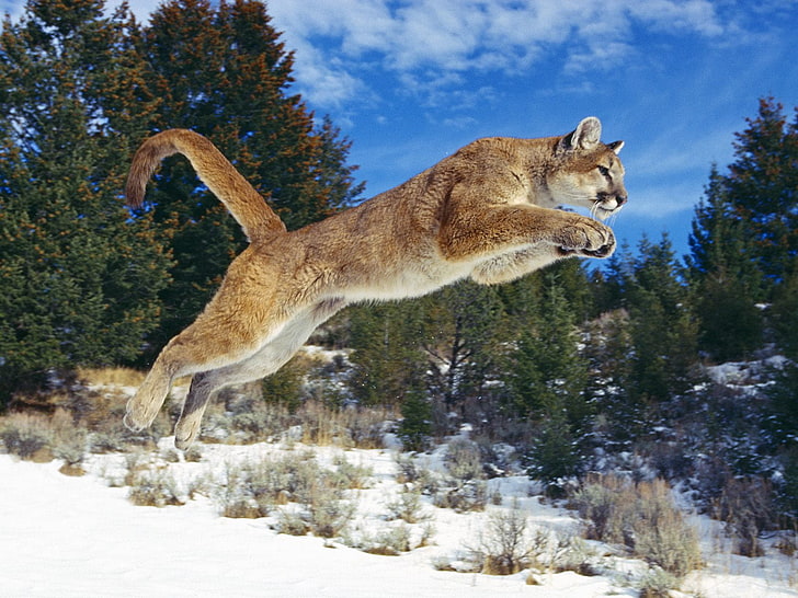 Cougar Jump in the Snow, brown lynx, Animals, Tiger, the, jump, cougar, snow, HD wallpaper