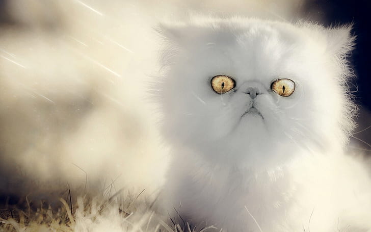 ลูกแมวสีขาวตาสีเหลืองขนยาวสีขาวลูกแมวสีเหลืองตาขนยาว, วอลล์เปเปอร์ HD