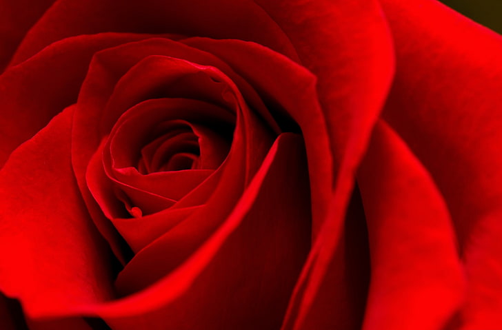 Roses Are Red, Aero, Macro, Beautiful, Love, Rose, Petals, red rose, February, 2015, flowes, HD wallpaper