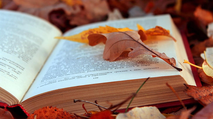 buku, teks, daun, musim gugur, dedaunan, halaman, kehidupan, Wallpaper HD