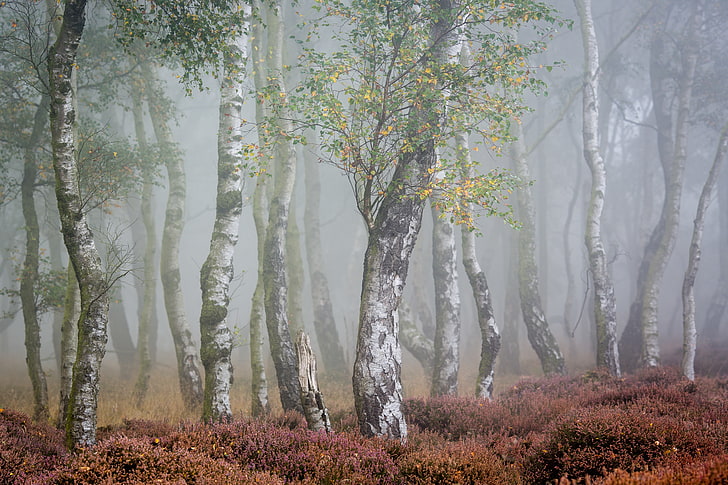 autumn, fog, birch, HD wallpaper