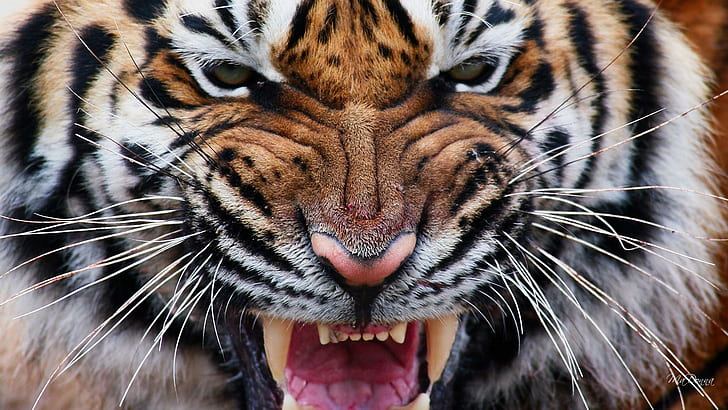 Tiger Eyes Iv, tiger animal, tiger, fierce, ferocious, wild, animal, eyes, stripe, savage, big cat, teeth, animals, HD wallpaper