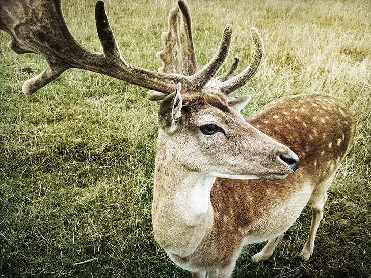 Deer, Muzzle, Horns, HD wallpaper
