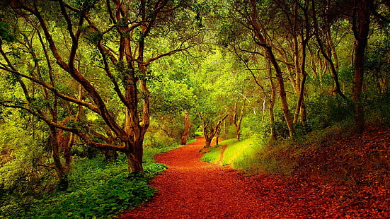Hermoso sendero del bosque 03846, Fondo de pantalla HD HD wallpaper