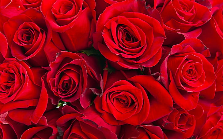 Red roses, roses HD, red roses, roses hd, HD wallpaper