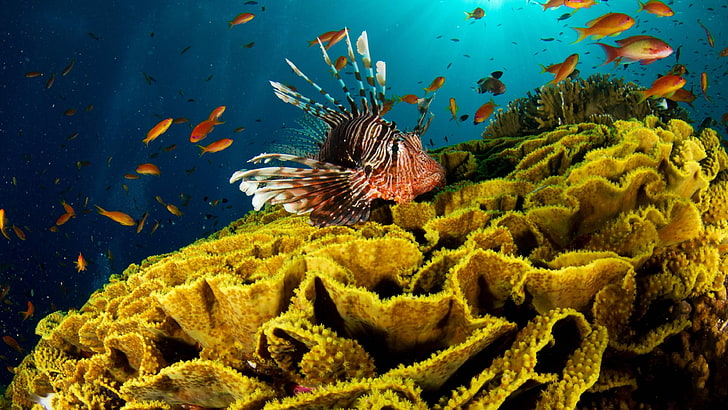 coral reef, underwater, marine, coral, reef, coral reef fish, stony coral, red lionfish, lionfish, fish, HD wallpaper