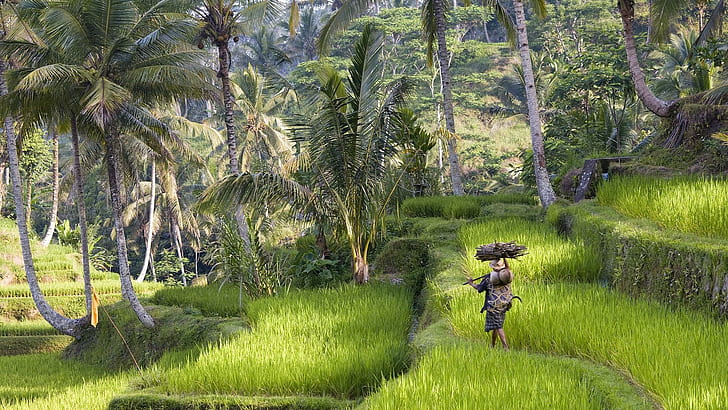 At Work, fields, bali, palm trees, far east, terrace, nature and landscapes, HD wallpaper
