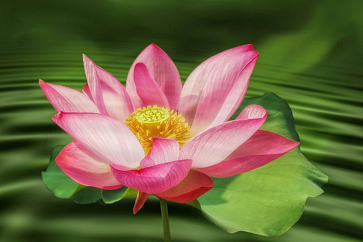 aquatic plant, bloom, blossom, flower, lotus flower, nuphar lutea, pink, plant, water lily, HD wallpaper