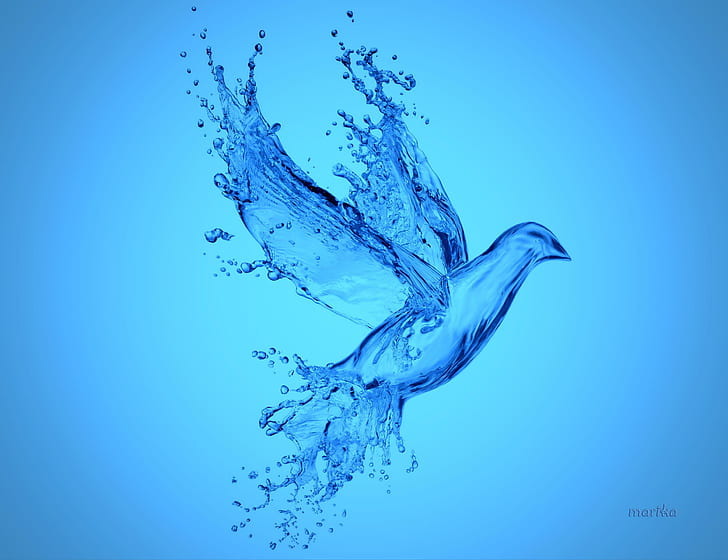 Aqua Bird, water, splash, dove, aqua, drops, blue, bird, HD wallpaper