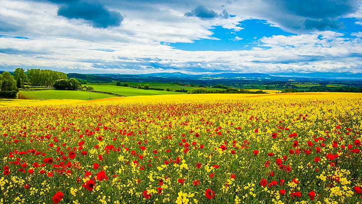 Poppy Field Wild Flowers Spring Desktop Hd Wallpapers para PC Tablet y móvil 3840 × 2160, Fondo de pantalla HD