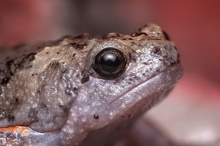brown frog, frog, eyes, close-up, HD wallpaper