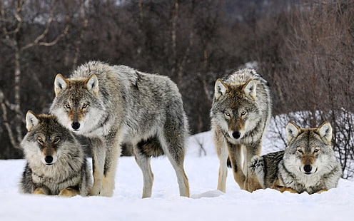 four gray wolves, winter, look, snow, predator, pack, wolves, beast, HD wallpaper HD wallpaper