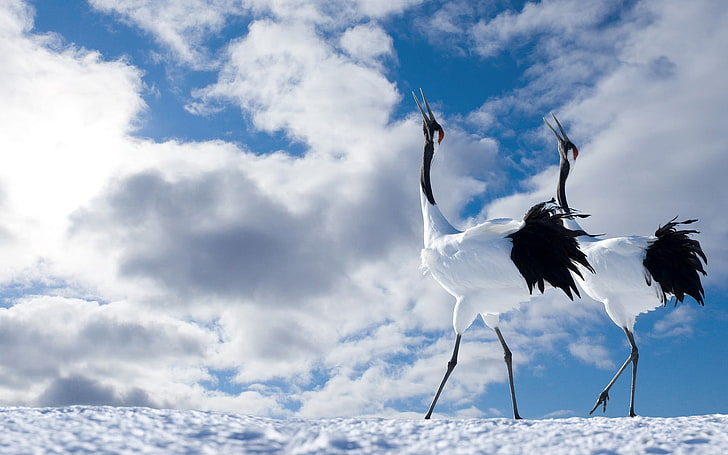 two white birds, japanese crane, walk, couple, bird, beautiful, HD wallpaper
