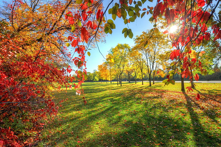 Парковая дорожка, красное листовое дерево, парк, небо, дорожка, деревья, листья, осень, s, Best s, hd, HD обои