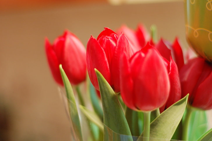 red tulips, leaves, macro, background, widescreen, Wallpaper, petals, Bud, tulips, red, rose, buds, Flowers, leaf, full screen, HD wallpapers, fullscreen, HD wallpaper