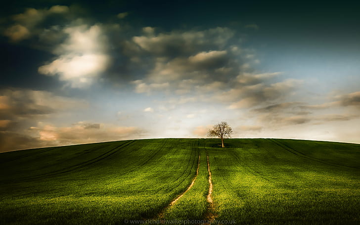 снимка на зелено тревно поле и едно дърво, пролет, дърво, снимка, зелена трева, тревно поле, облаци, реколта, писта, природа, небе, селски Сцена, пейзаж, трева, облак - небе, на открито, поле, ливада, лято хълм, слънчева светлина, зелен цвят, панорама, HD тапет