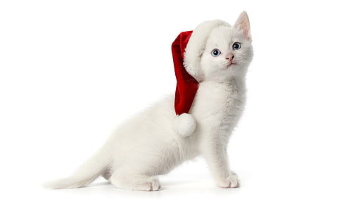 Cute Santa Kitten, white cat with santa hat, nice, white, beautiful, amazing, sweet, pretty, holiday, cats, christmas, kitten, cute, animal, HD wallpaper HD wallpaper