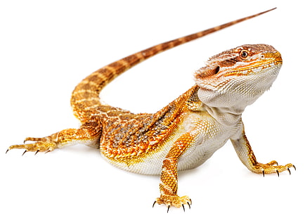 barbudo, dragão, lagarto, natureza, réptil, animais selvagens, HD papel de parede HD wallpaper