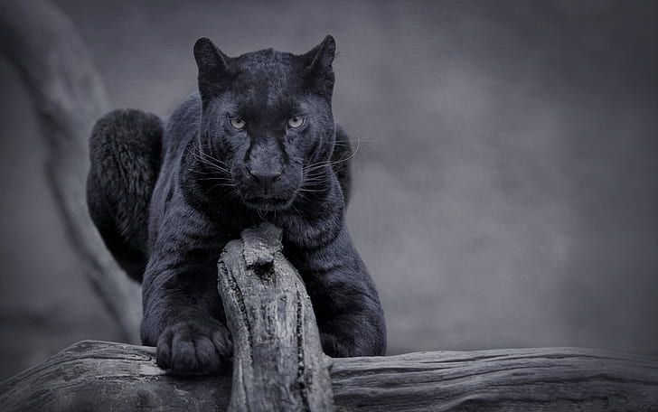 natur, katze, panther, wilder, schwarzer panther, HD-Hintergrundbild