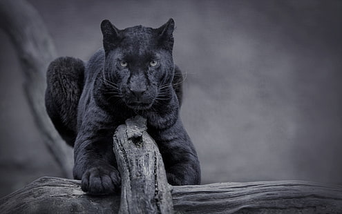 nature, cat, panther, wild, black panther, HD wallpaper HD wallpaper