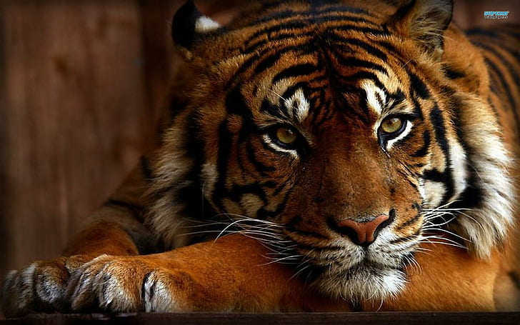Impresionante tigre, tigre, poderoso, animal, animales, Fondo de pantalla HD