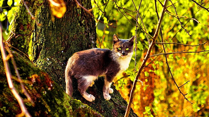 Kucing liar di hutan, sinar matahari, Kucing liar, Hutan, Sinar matahari, Wallpaper HD