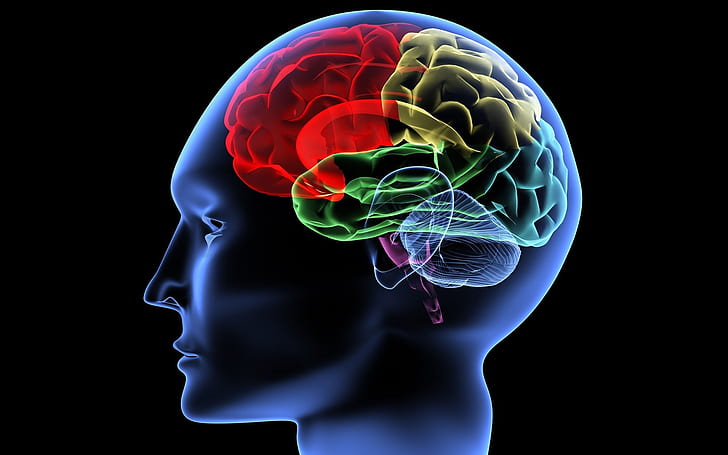 1920x1200 px Анатомия изкуство мозък CG цветно цифрово изображение Хора психеделичен лъч x Аниме Fairy Tail HD Изкуство, изкуство, цифрово, хора, цвят, CG, изображение, лъч, x, мозък, психеделик, анатомия, 1920x1200 px, HD тапет