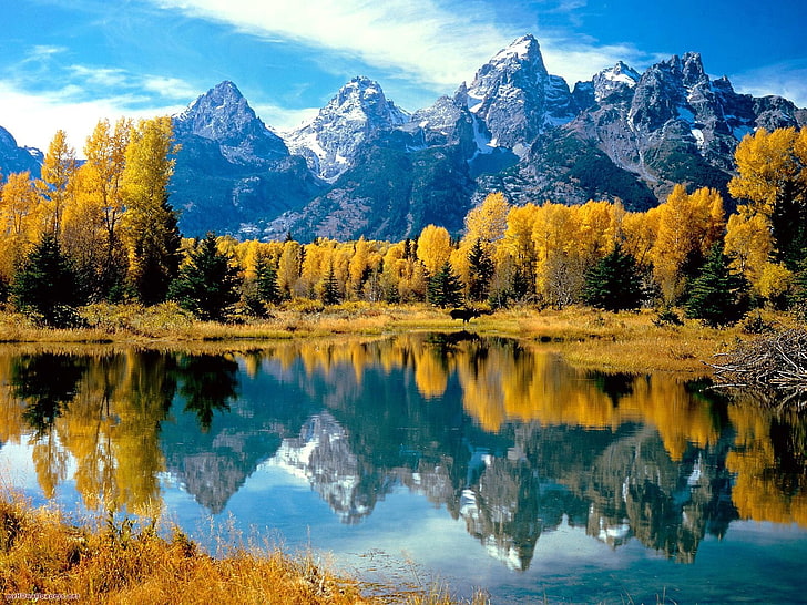badan air dan pohon coklat, alam, musim gugur, gunung, pohon, Wallpaper HD