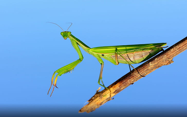 Insektengottesanbeterin Green Mantis Religiosa Mantis Religiosa wurde in Europa, Asien und Afrika Hd Wallpaper geboren, HD-Hintergrundbild