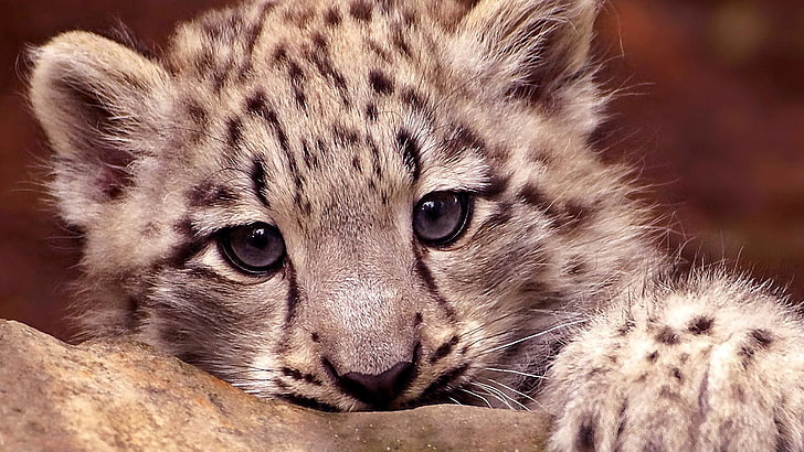 cub, cute, wildlife, eyes, mammal, snow leopard, whiskers, face, leopard, cuteness, close up, fur, HD wallpaper