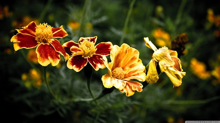 dwa żółte i czerwone kwiaty z płatkami, kwiaty, nagietki, natura, rośliny, Tapety HD