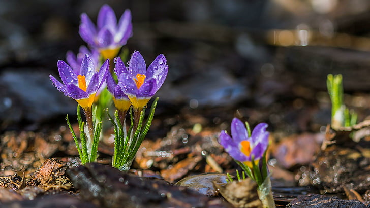 bunga, musim semi, mekar, mekar, segar, ungu, crocus, Wallpaper HD